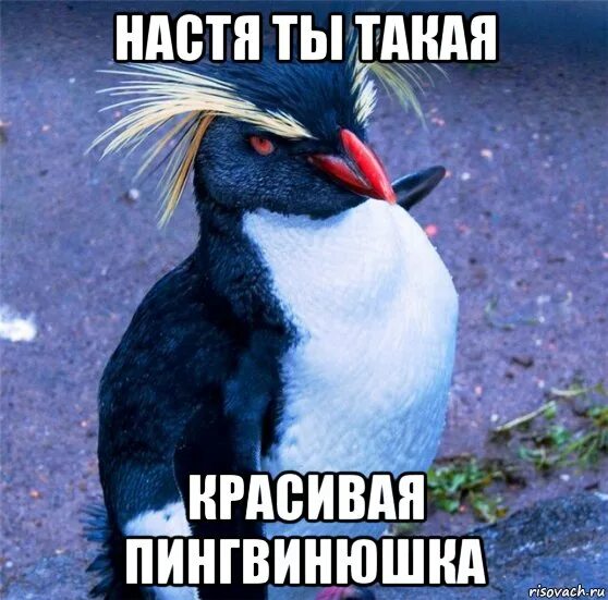 Не настя я антон фото в купальнике Настя тебе подарит фото Duhi-Queen.ru
