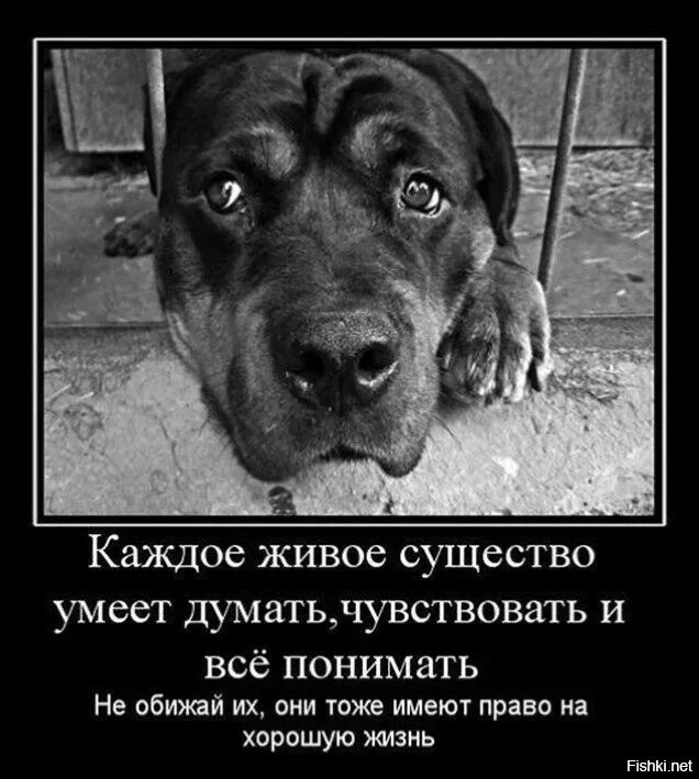Не обижайте животных картинки 10 декабря Международный день прав животных! День стольника праздничный. Ушки, л