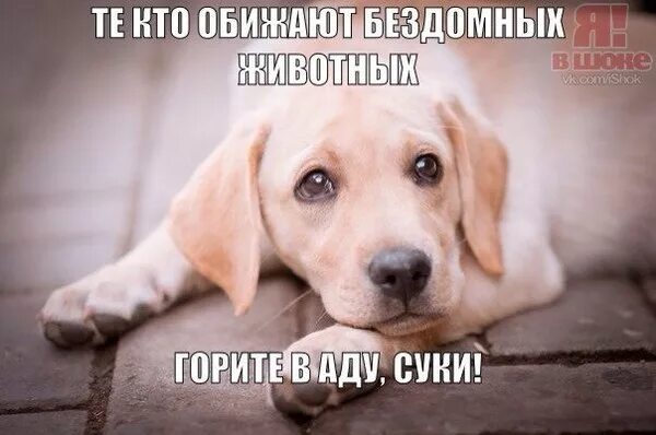 Не обижайте животных картинки Ответы Mail.ru: Зачем избивают и калечат бездомных животных?