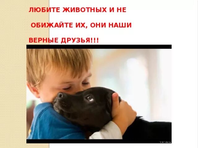 Не обижайте животных картинки Мероприятие в 1Б классе на тему: "Доброта спасет мир".