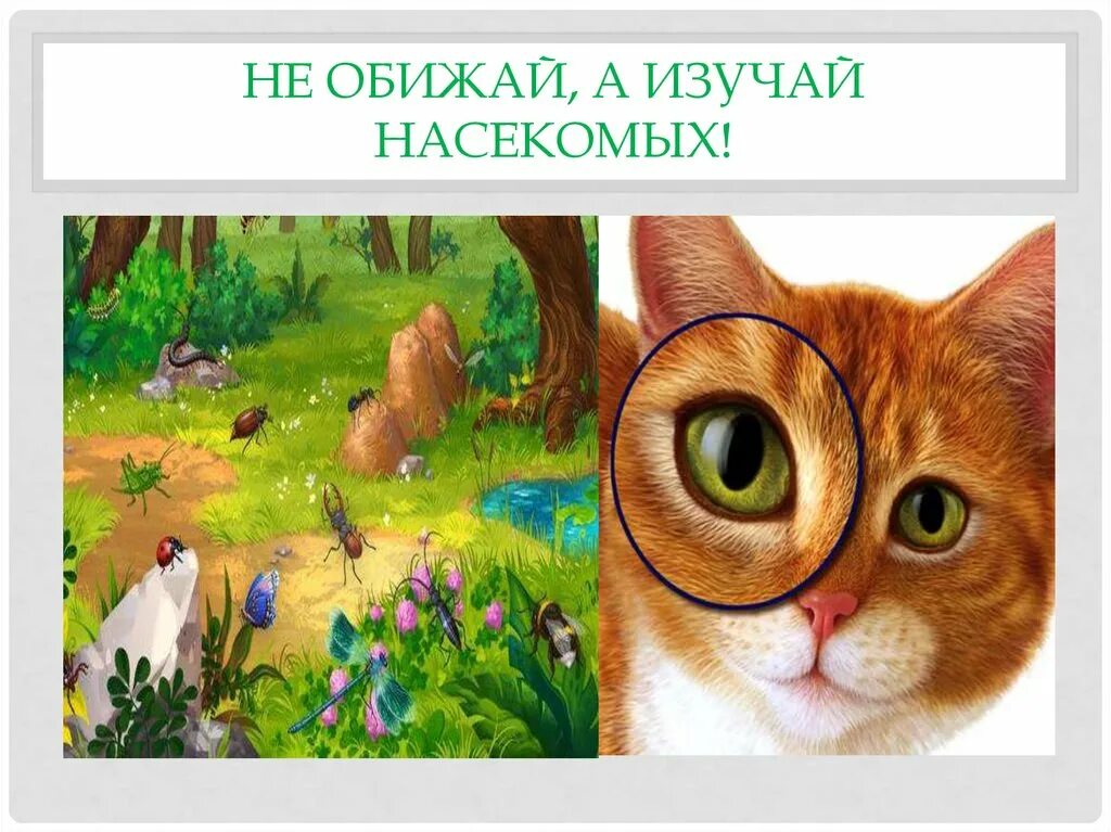 Не обижайте животных картинки Поведение в лесу - презентация онлайн