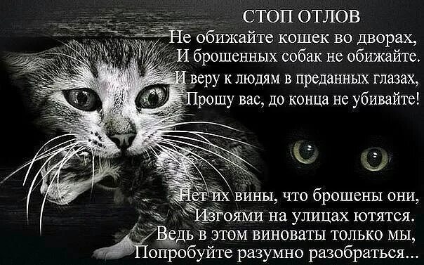 Не обижайте животных картинки Пин от пользователя Gennadievna на доске Жизнь в 2022 г Парк для собак, Объятия 