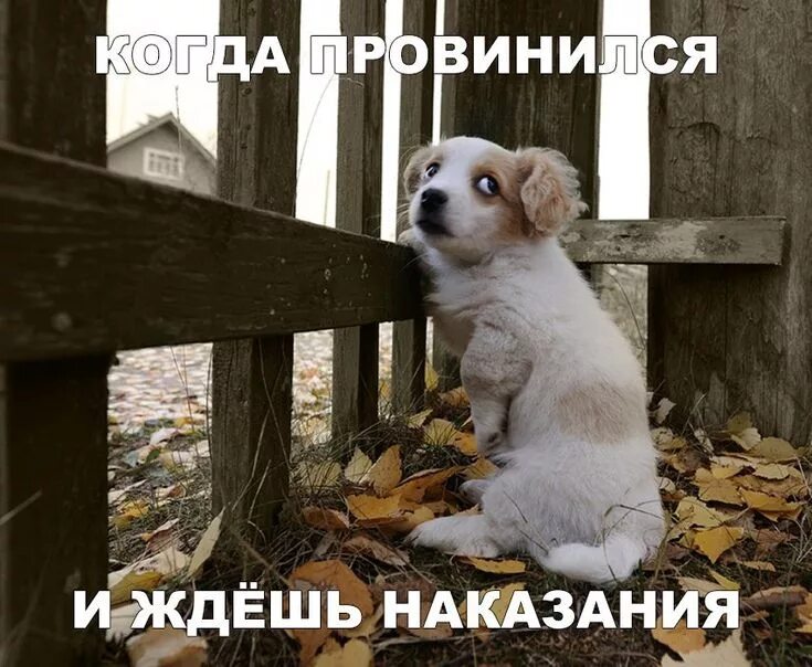 Не обижайте животных картинки #смешные-картинки-с-надписями# смех# юмор# прикол# демотиватор Любители собак, Ж