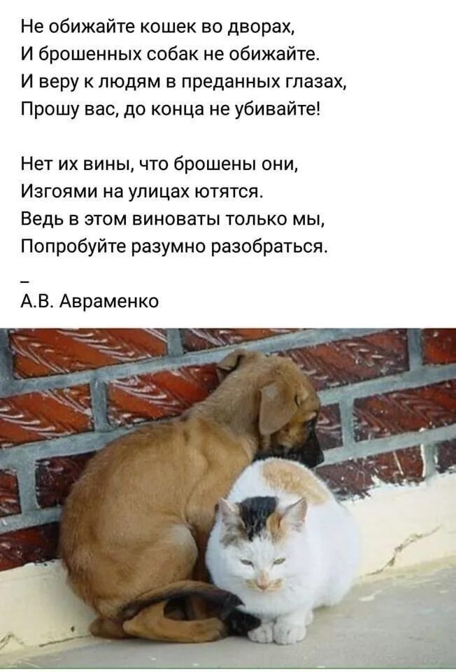 Не обижайте животных картинки Картинки ПОЧЕМУ НЕЛЬЗЯ ОБИЖАТЬ КОШЕК