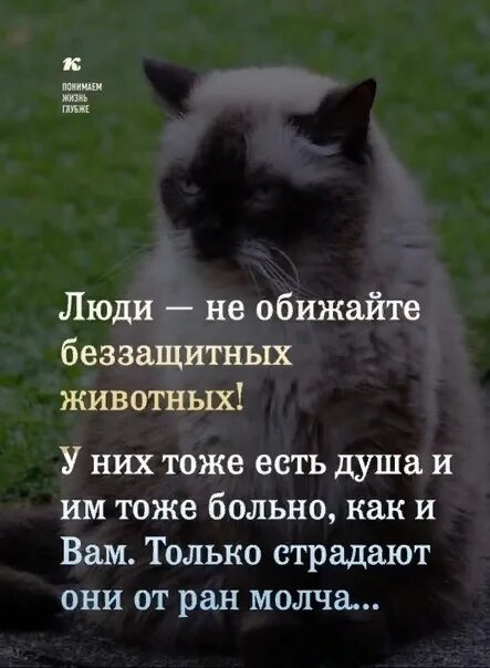 Не обижайте животных картинки Оставайтесь людьми, не вредите животным! 2023 Типичный Кузбасс ВКонтакте