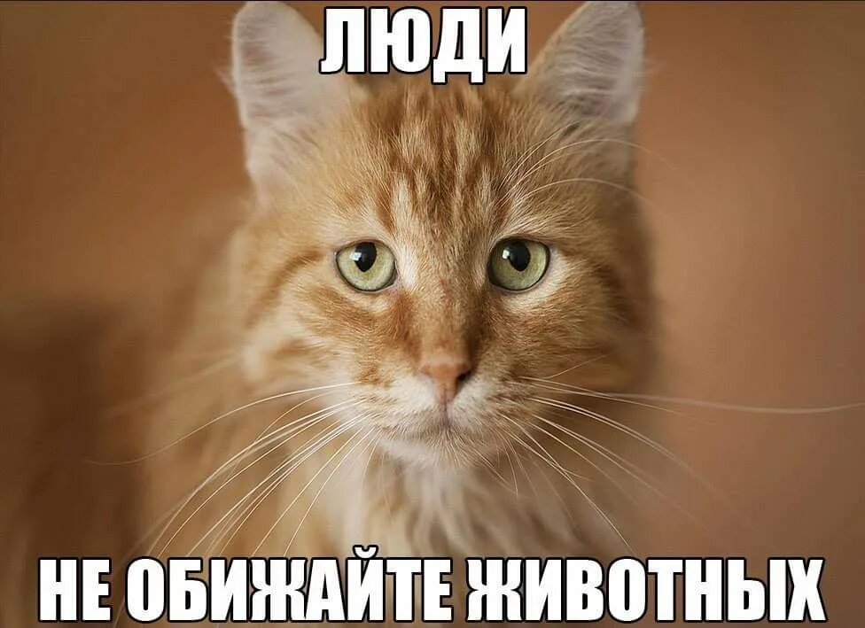 Не обижайте животных картинки Не обижайте животных (Марк Львовский) / Проза.ру