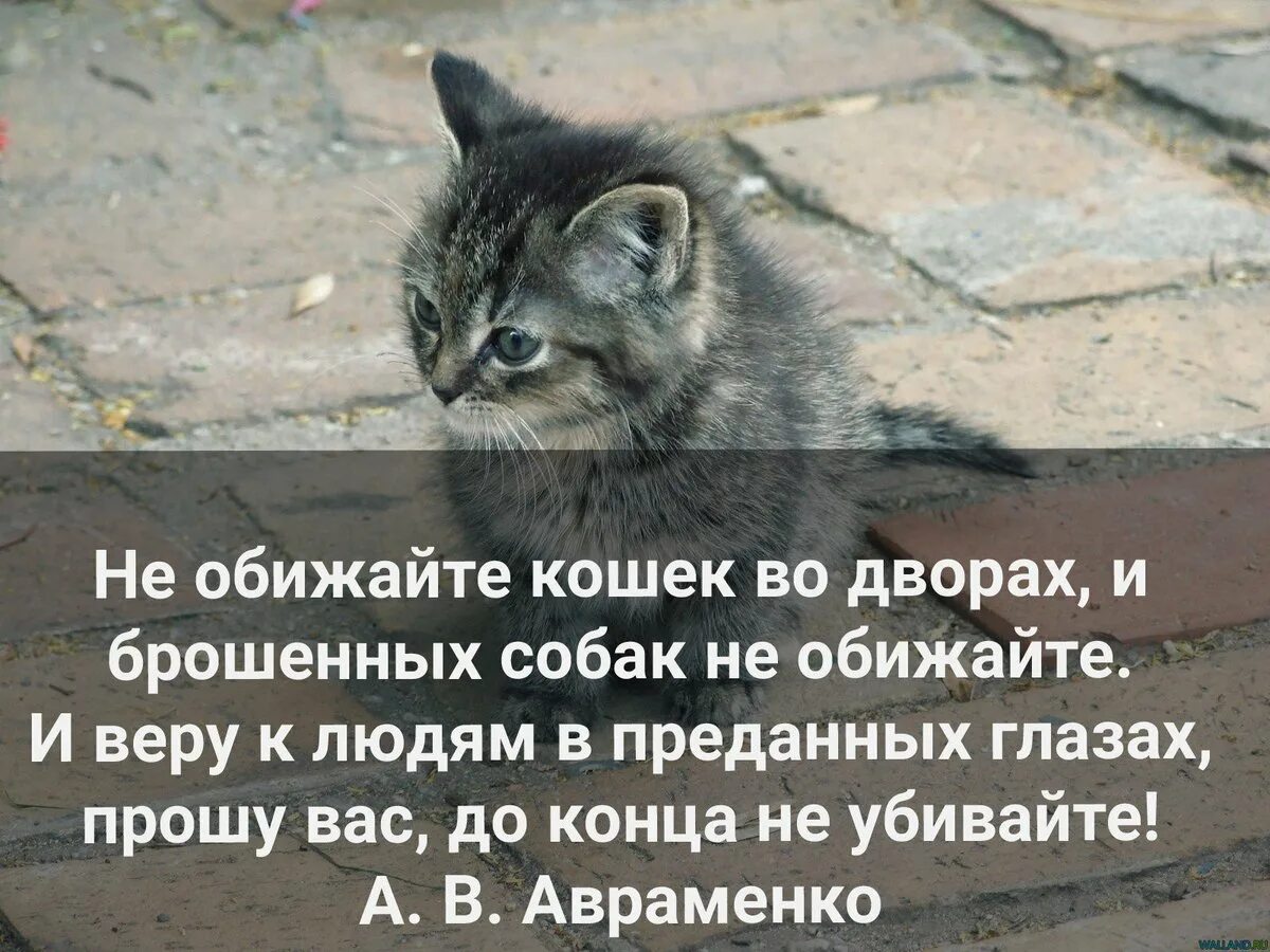 Не обижайте животных картинки Почему важно не обижать кошек - суеверия и приметы, связанные с этим домашним пи