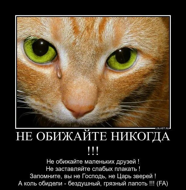 Не обижайте животных картинки Пин на доске vegan Объятия животных, Портреты домашних животных, Забавные зверюш
