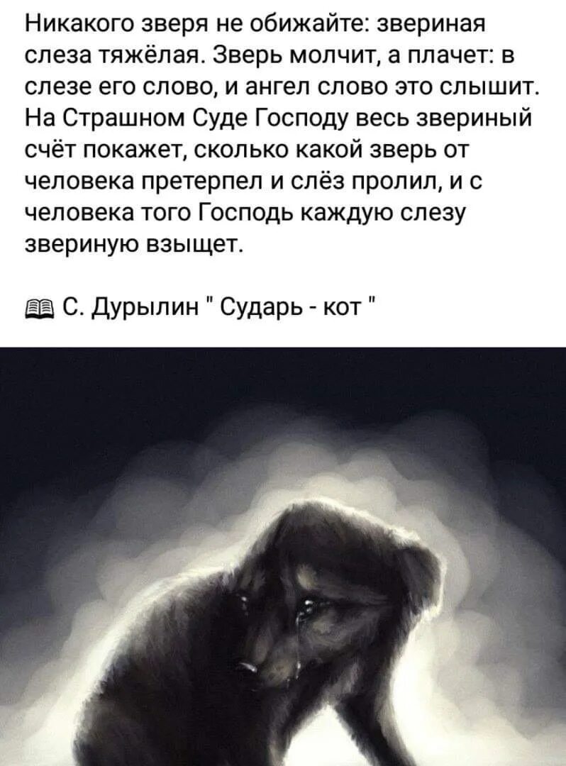 Не обижайте животных картинки The day of the veterinarian. - Admin today Alechka, who knows how I hate euthana