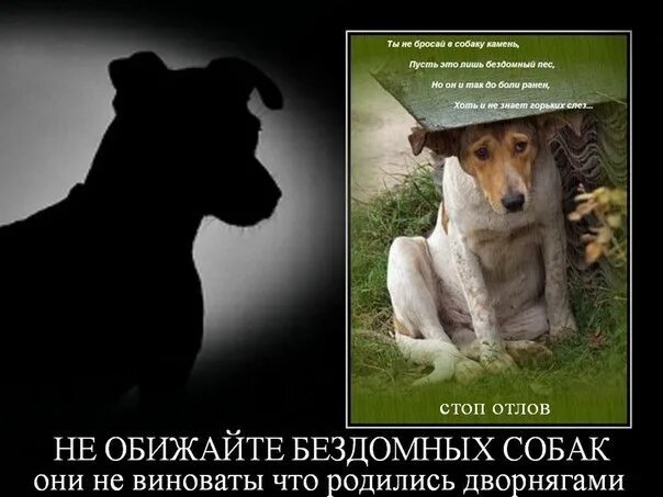 Не обижайте животных картинки #собакадругчеловека #собакавкоролёве #мистика Фонд защиты бездомных животных ВКо