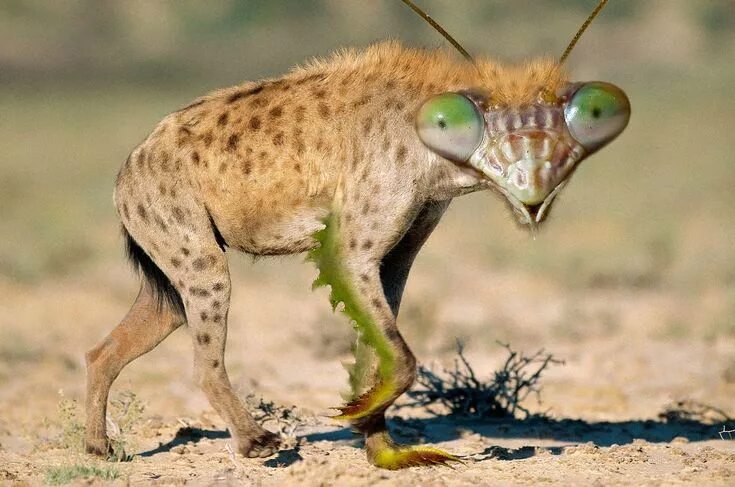 Не существует животные картинки Pin on Hybrid Animals