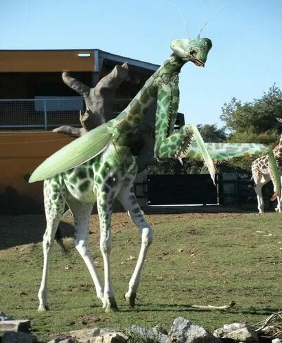 Не существует животные картинки The Most Weird And Scary Photoshopped Hybrid Animals You’ll Ever See Photoshoppe