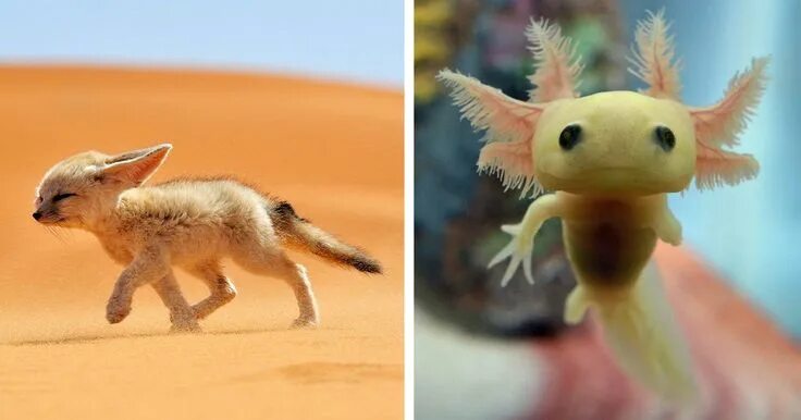 Не существует животные картинки Discover Rare and Fascinating Animal Babies