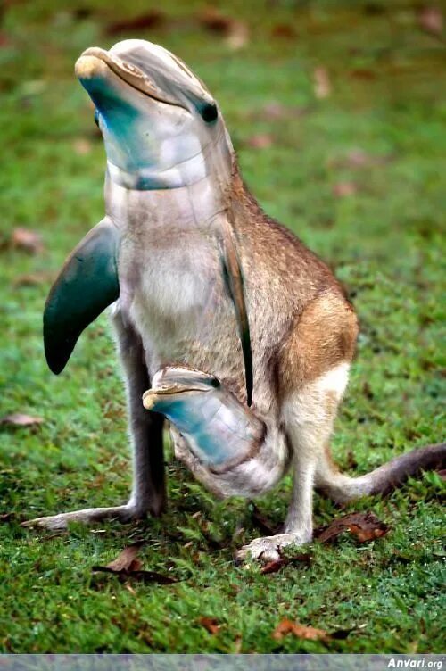 Не существует животные картинки Funniest Animals Photoshopped With Other Animals - Funniest Animals Photoshopped