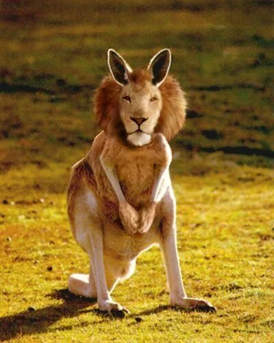 Не существует животные картинки Ugens pin (sære dyr) Photoshopped animals, Weird animals, Animal mashups