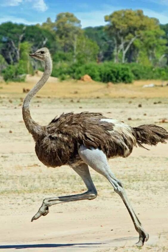 Не существует животные картинки Ostrich in 2023 Africa animals, Desert animals, Animals beautiful