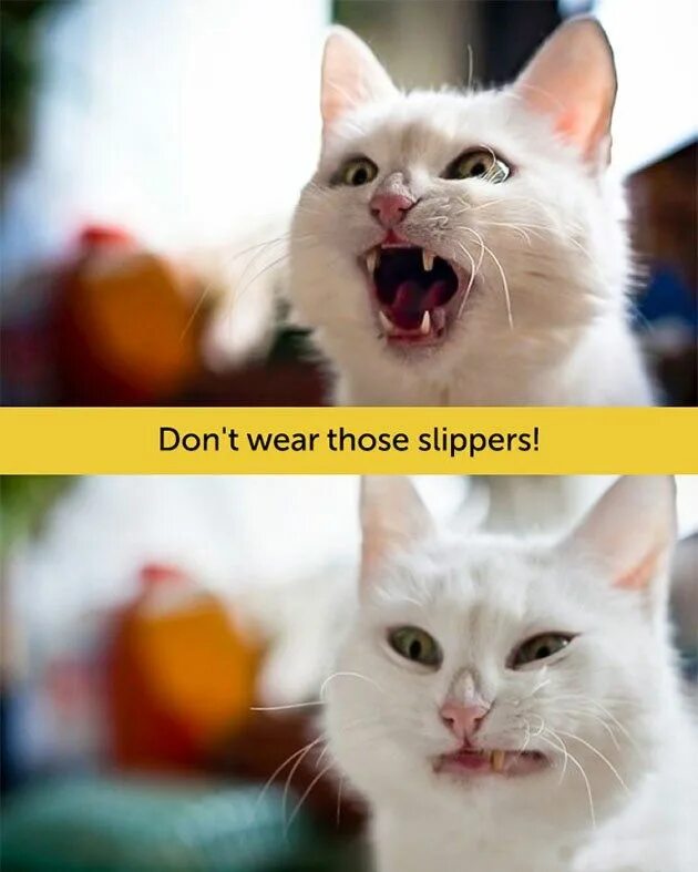 Не выкладывайте такие фото Cat Facial Expressions Express Their Deep Hilarious Thoughts Cat pics, Funny cat