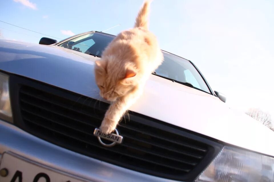 Ниссан пассат фото Коты выбирают Nissan :) - Nissan Sunny (B14), 1,5 л, 1998 года прикол DRIVE2