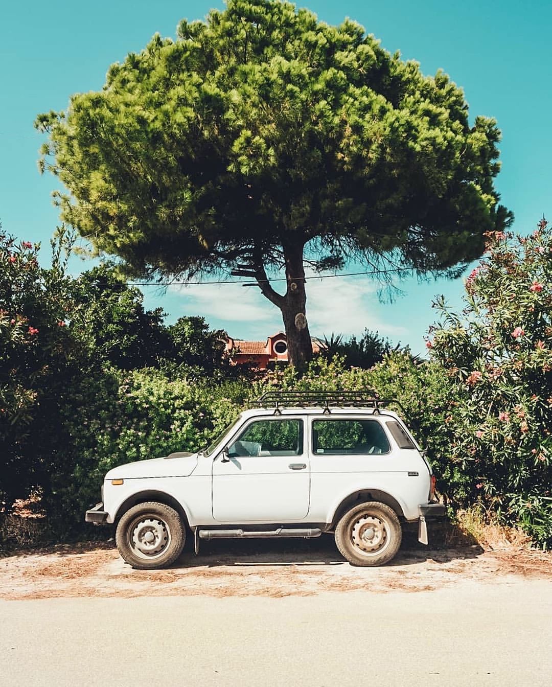 Нива дерево фото Lada Niva Accidentally Wes Anderson