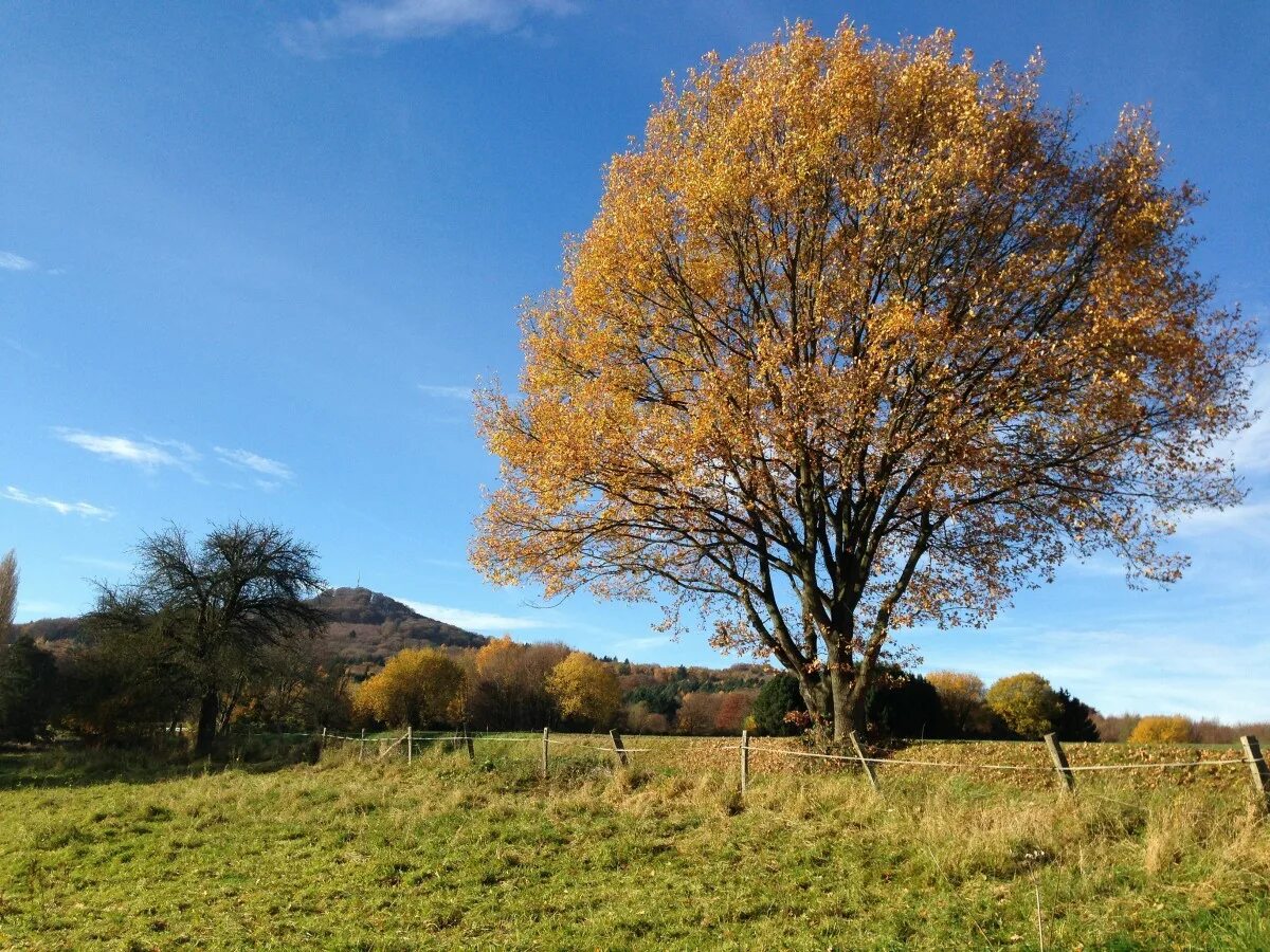 Нива дерево фото Free Images : landscape, grass, sky, field, meadow, prairie, leaf, hill, flower,