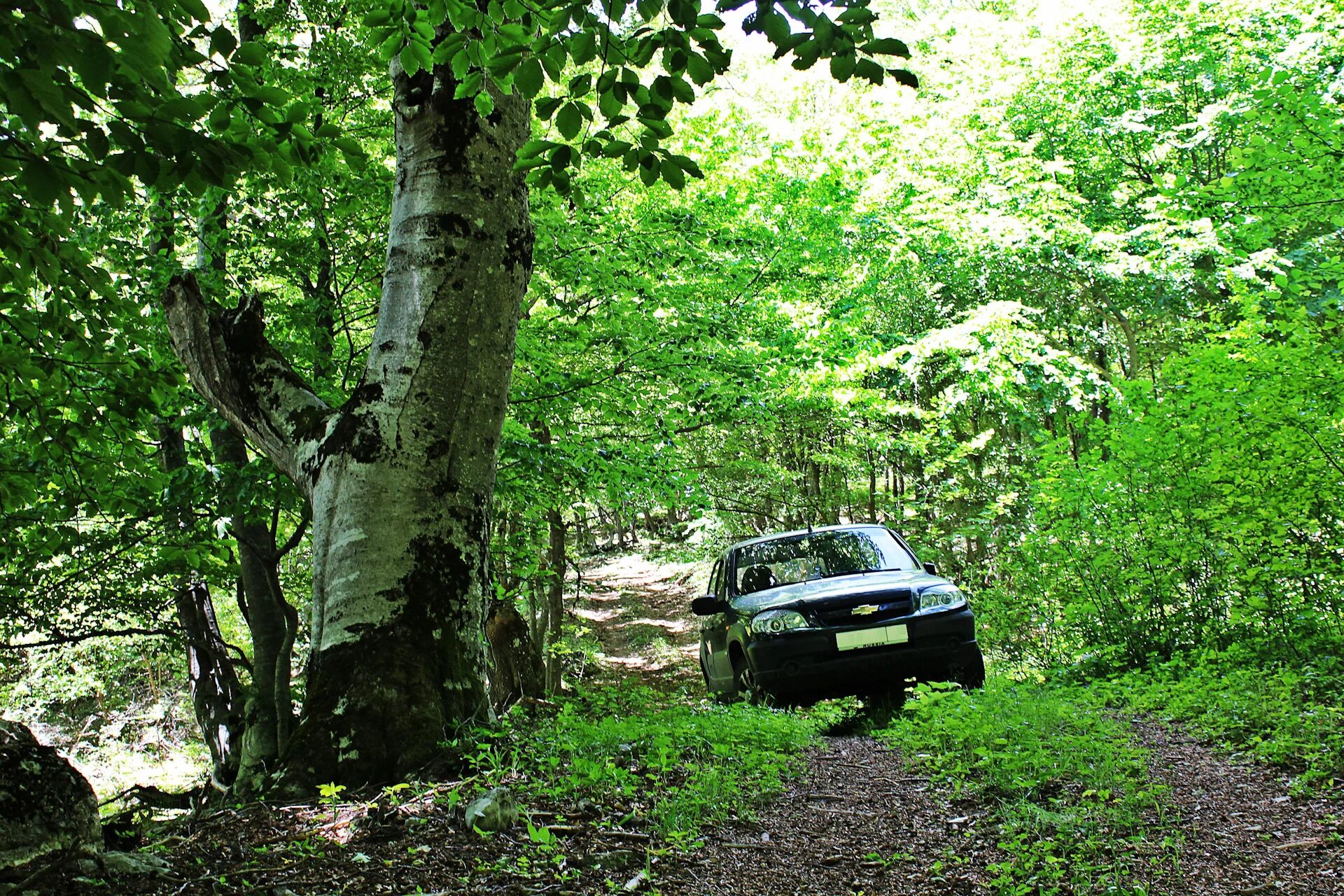 Нива дерево фото Уже летние горы! - Chevrolet Niva, 1,7 л, 2010 года покатушки DRIVE2