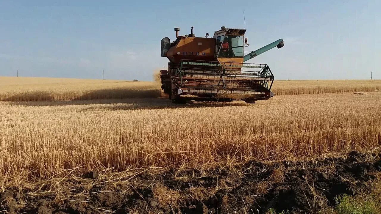 Нива комбайн в поле фото Комбайн Нива СК 5 уборка озимой пшеницы 2-й день - YouTube