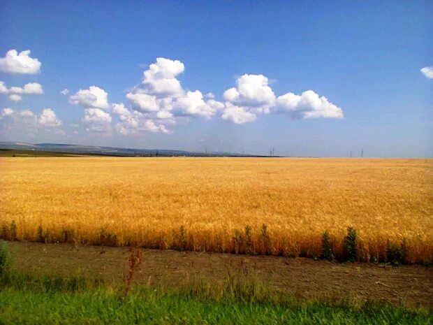 Нива поле фото Родники звенят животворные (Елена Меньших 2) / Стихи.ру