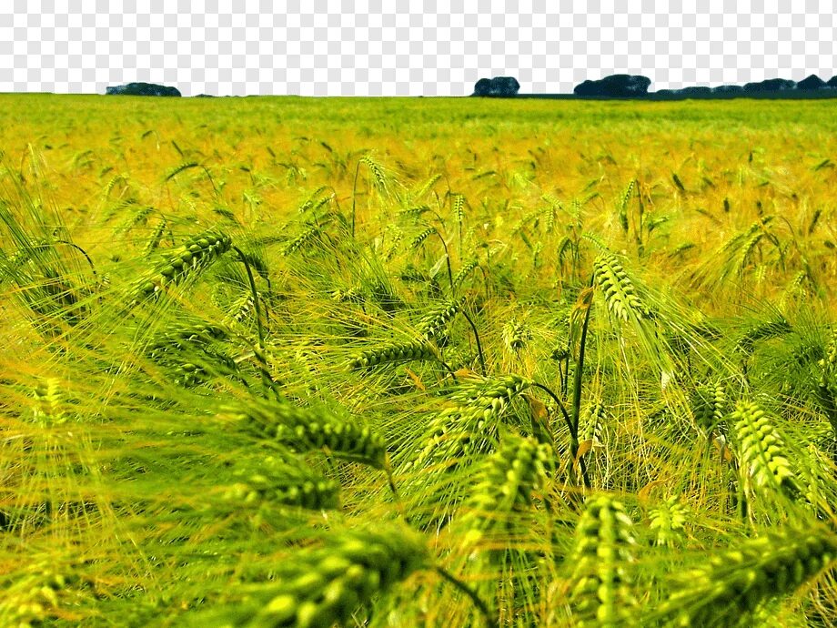 Нива поле фото Field Agriculture Grasses Wheat Shandong Sino-Agri United Biotechnology Co.,Ltd.