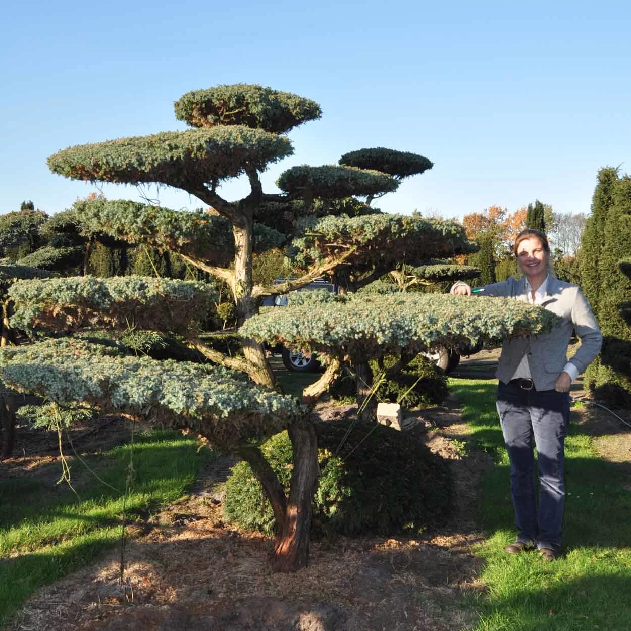 Ниваки из можжевельника блю альпс фото Juniperus chinensis blue alps HeatProf.ru