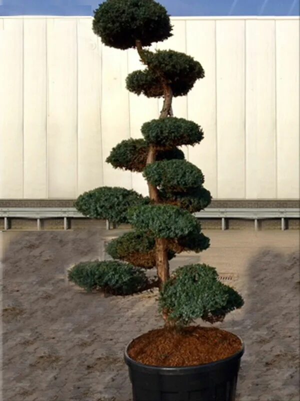 Ниваки из можжевельника блю альпс фото JAŁOWIEC BLUE ALPS IGLASTY NIWAKI BONSAI OGRODOWY - 7208116731 - oficjalne archi