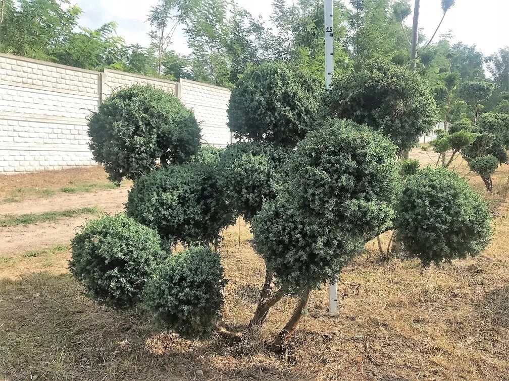 Ниваки из можжевельника блю альпс фото Купить Голубой альпийский можжевельник - Juniperus chinensis Bonsai: отзывы, фот