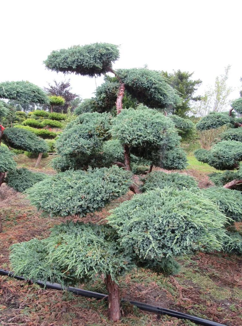 Ниваки из можжевельника блю альпс фото Blauer Kriechwacholder, Juniperus Blue Carpet kaufen H 225-250 cm - Der Pflanzen