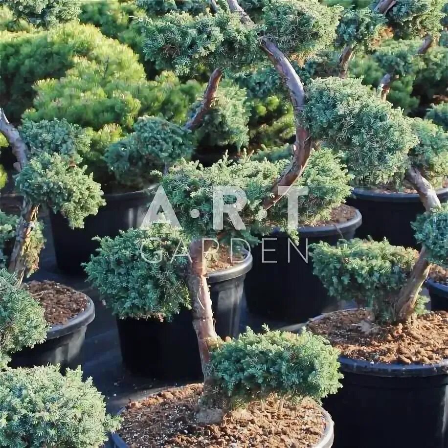 Ниваки из можжевельника блю альпс фото Arbre nuage Juniperus chin Blue Alps taille 120/130