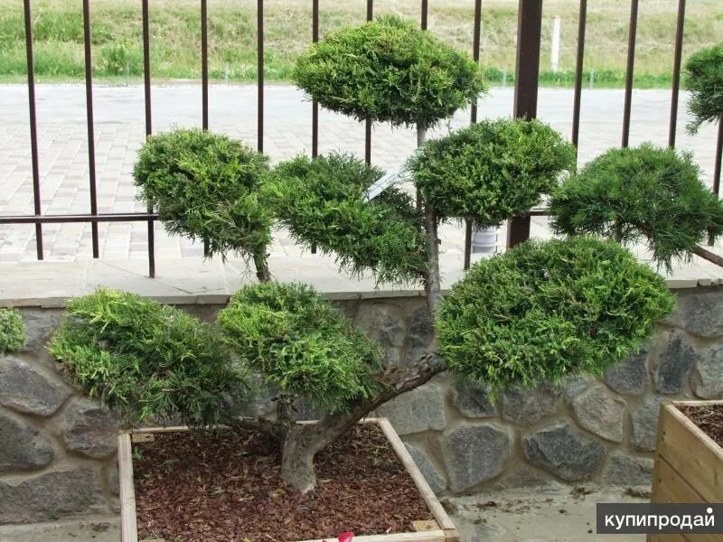 Ниваки из можжевельника фото Озеленение в Славянске-на-Кубани