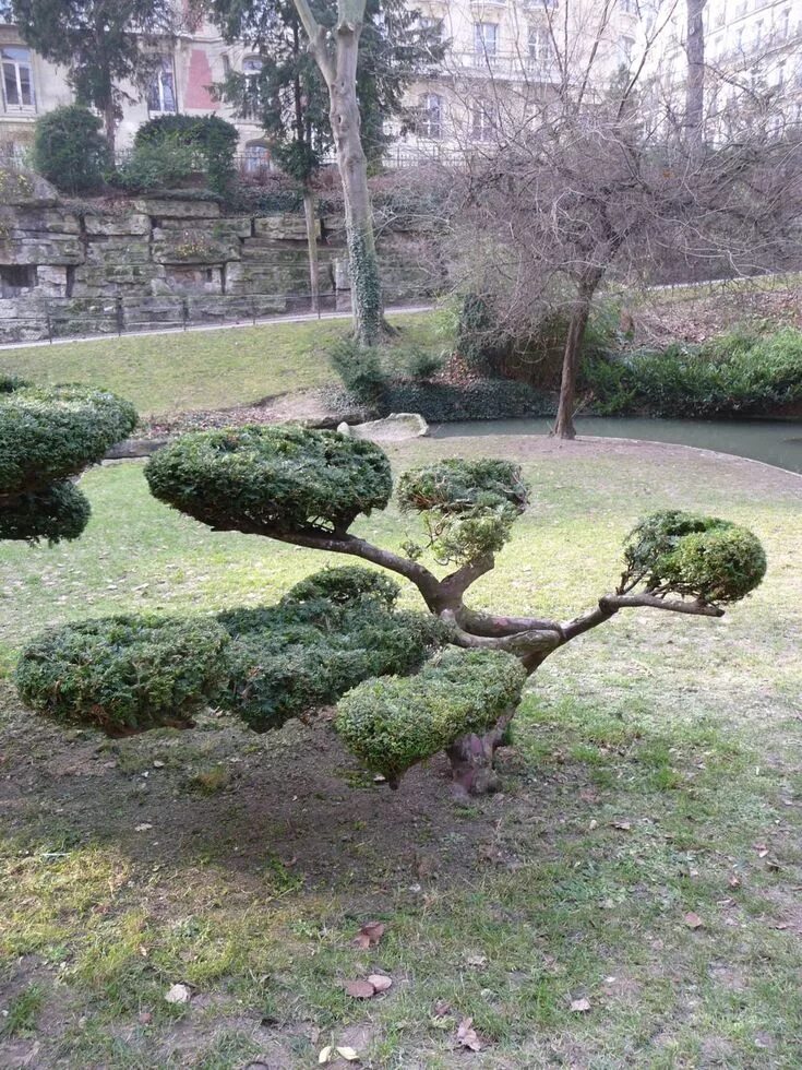 Ниваки из можжевельника фото Ifs taillés en nuages dans les Jardins du Trocadéro Arbustes de jardin, Cour ava