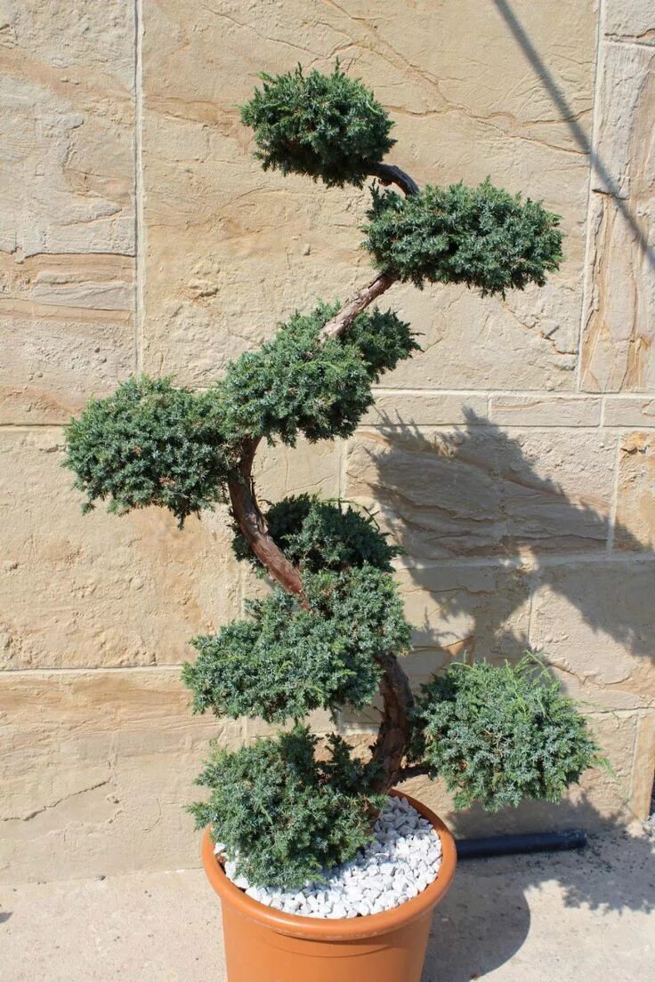 Ниваки из можжевельника фото Juniperus squa. "Blue Carpet'Wacholder bonsai, S-topiaries - Bonsai 160cm eBay F