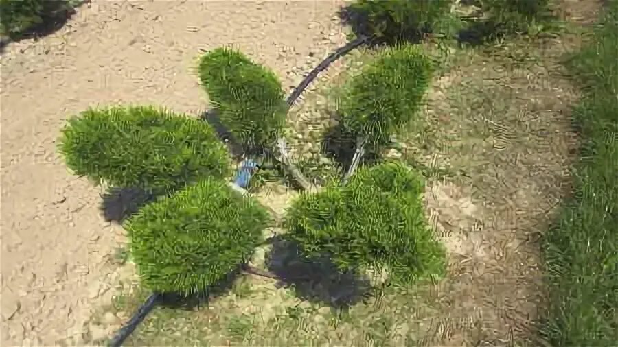 Ниваки из можжевельника казацкого фото nivaki Outdoor decor, Garden, Outdoor