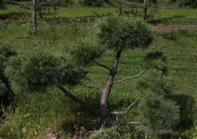 Ниваки из можжевельника казацкого фото Ниваки из можжевельника казацкого. Бонсай из можжевельника - делаем своими рукам