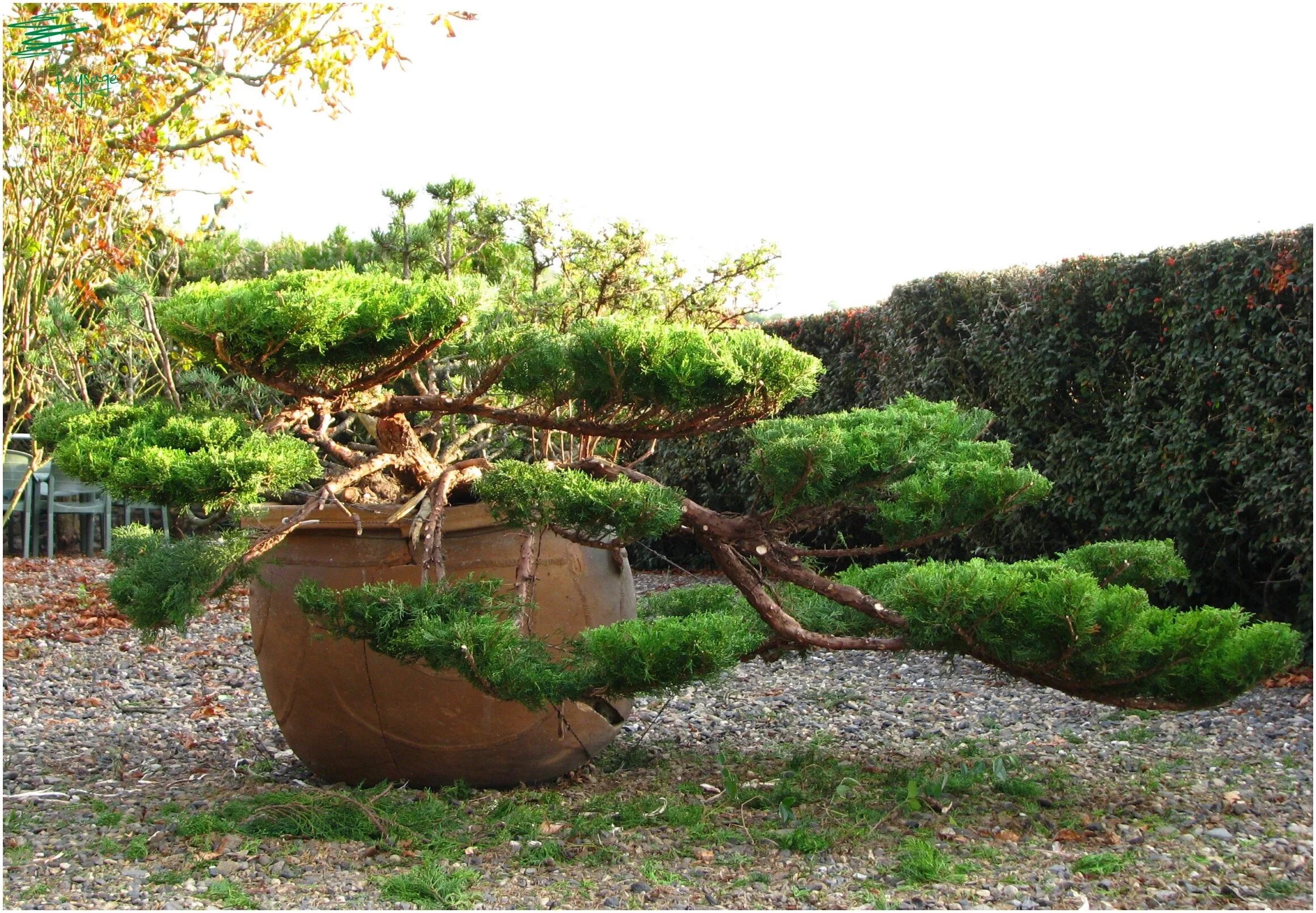 Ниваки из можжевельника казацкого своими руками фото Niwaki "Arbre en Nuage" et taille Japonaise Jardin bonsaïs, Déco jardin, Jardin 
