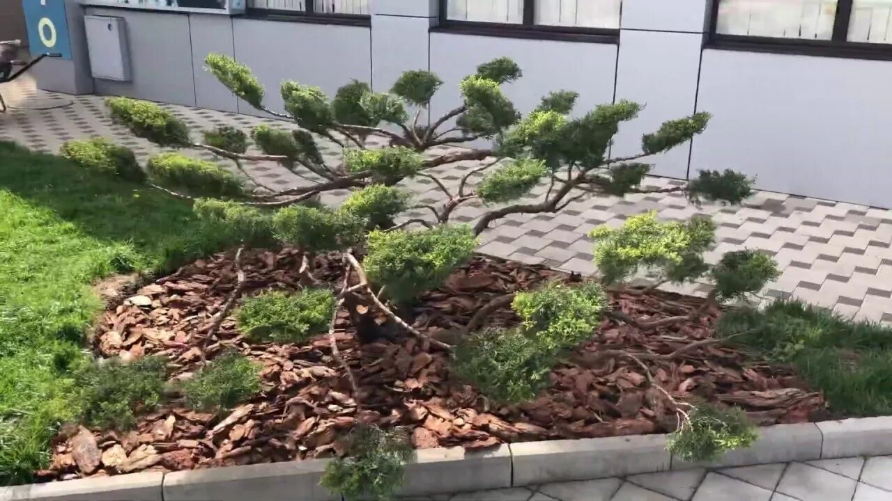 Ниваки из можжевельника казацкого своими руками фото #Бонсай из #можжевельника или #Ниваки - YouTube