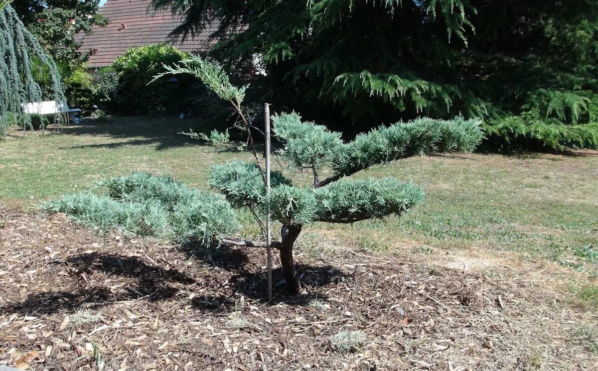 Ниваки из можжевельника своими руками фото Arbre en nuages Petit jardin japonais, Jardin japonais, Jardin moderne