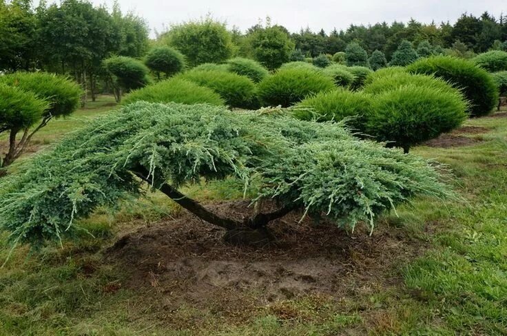 Ниваки из можжевельника своими руками фото Ниваки: мастер-класс по стрижке деревьев Экосад, Идеи для садового дизайна, Тене