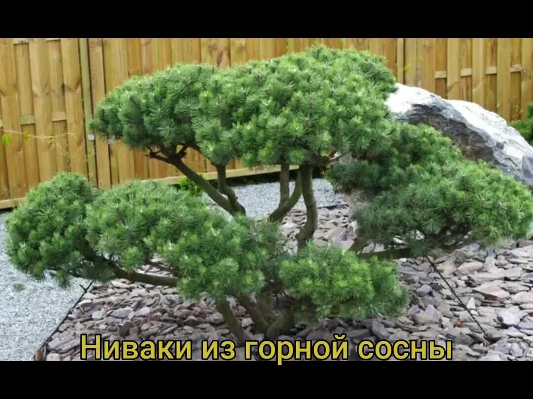 Ниваки из можжевельника своими руками фото Ниваки из горной сосны Левша На новый лад Дзен