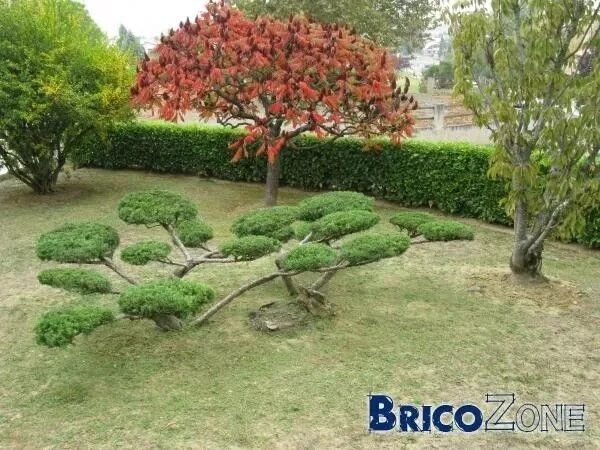 Ниваки из можжевельника своими руками фото Pin by Ирина Николаевна on Растения Plants, Garden, Golf courses