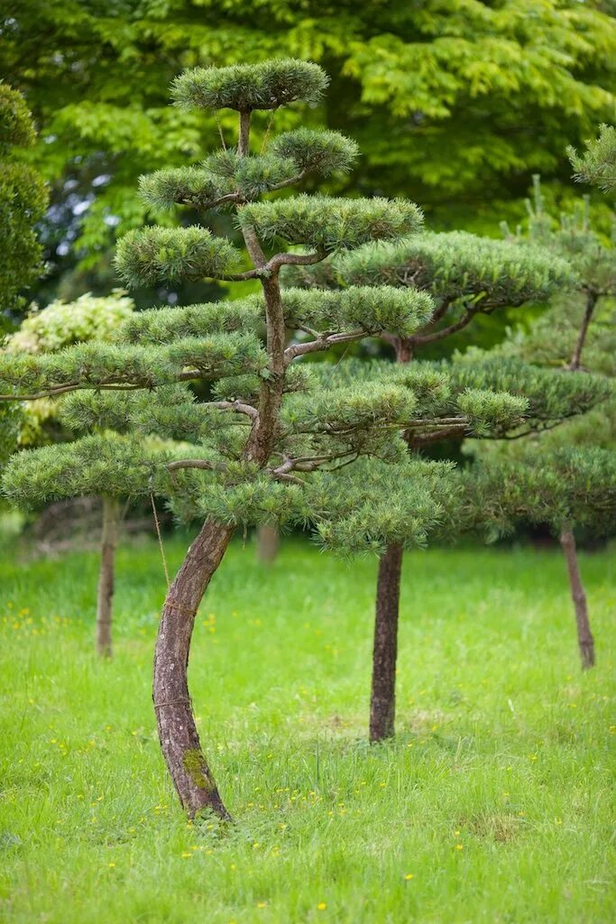Ниваки из сосны обыкновенной фото A field, somewhere. Topiary garden, Conifers garden, Japan garden