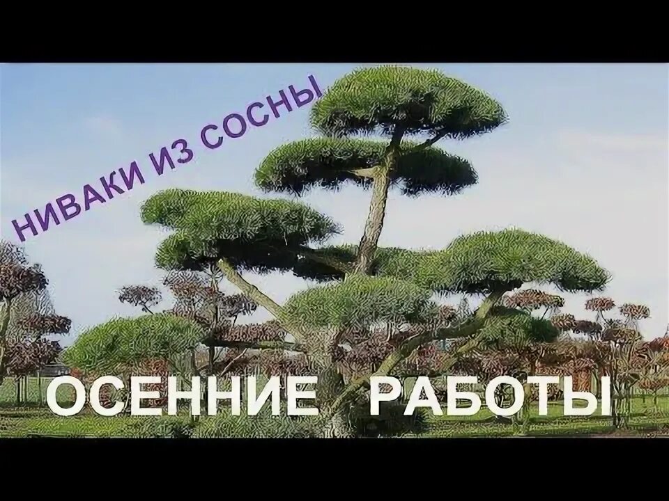 Ниваки из сосны обыкновенной фото НИВАКИ ИЗ СОСНЫ. ОСЕННИЕ РАБОТЫ. - YouTube Зеленый сад, Садовые деревья, Кустарн