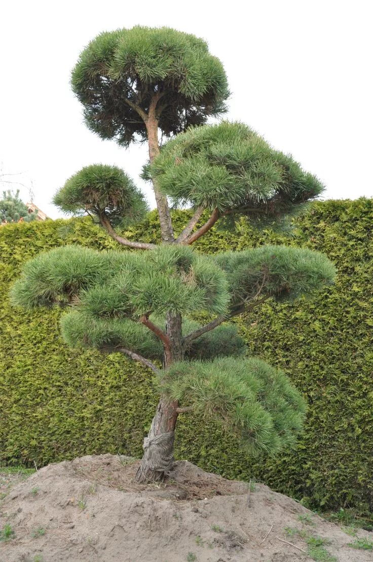 Ниваки из сосны обыкновенной фото BONSAI PARK tree shrub plant the most beautiful Japanese Garden Topiary garden, 