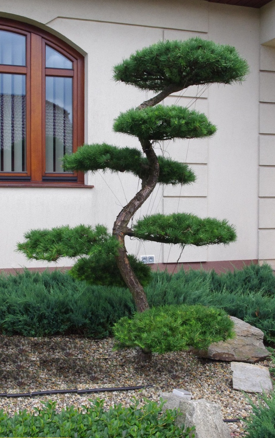 Ниваки из сосны обыкновенной фото Лиственница японская BONSAI (форма "S") LeafGarden