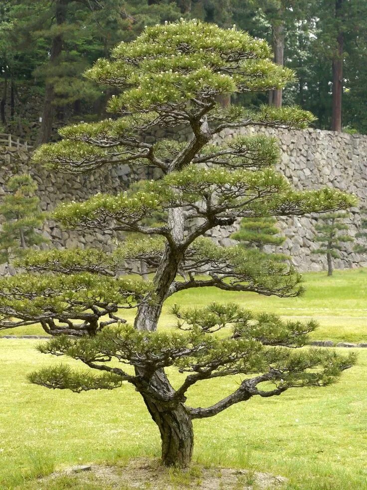 Ниваки из сосны обыкновенной фото Matsue Bonsai garden, Garden bonsai tree, Japan garden