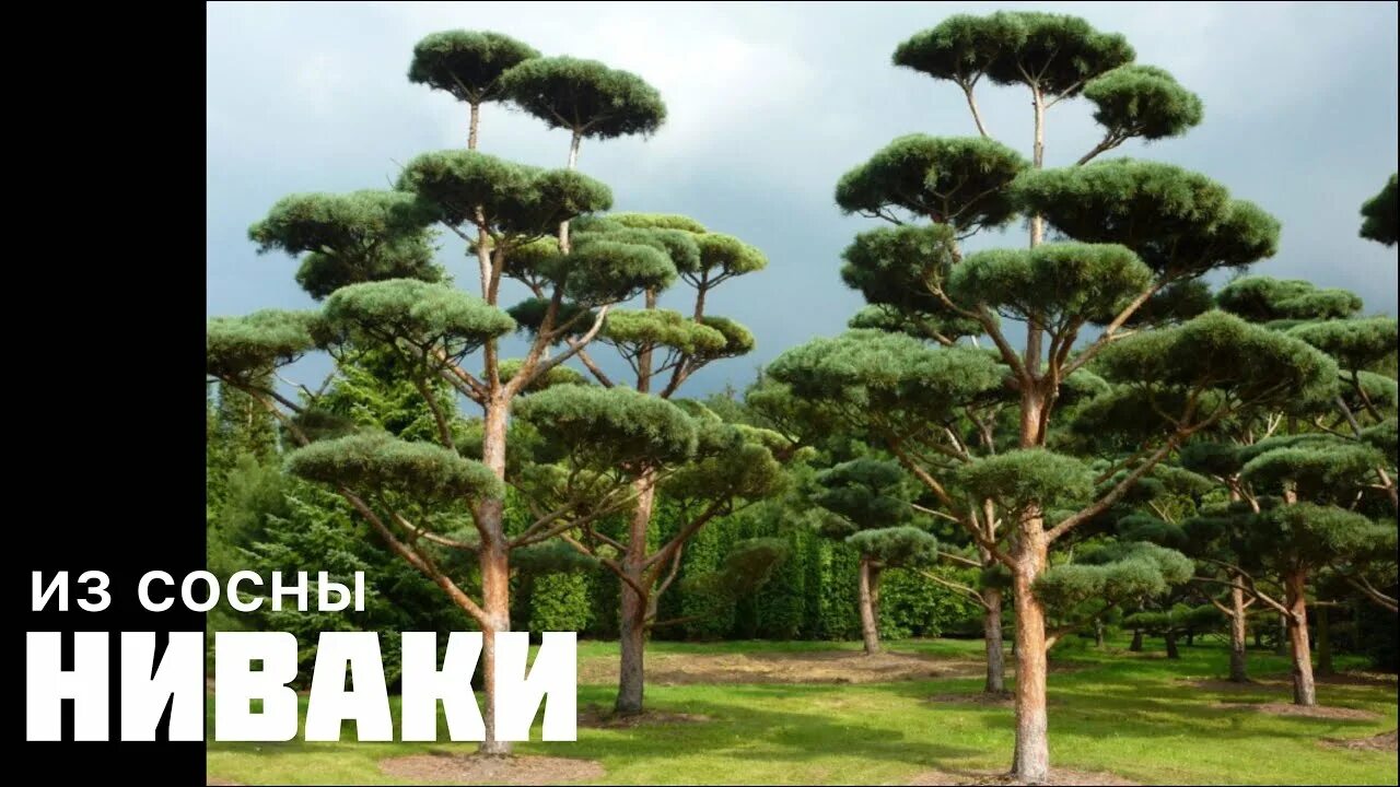 Ниваки из сосны обыкновенной фото НИВАКИ из обычной СОСНЫ - YouTube